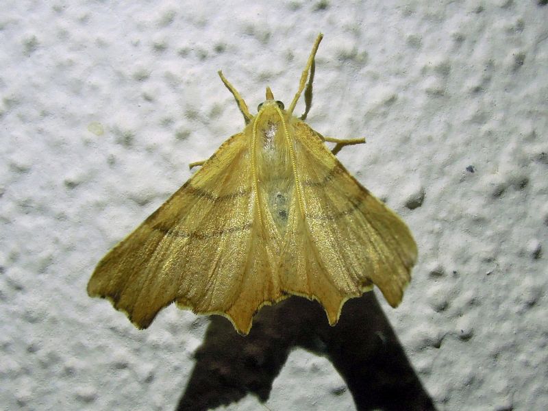 Ennomos quercaria (Geometridae)